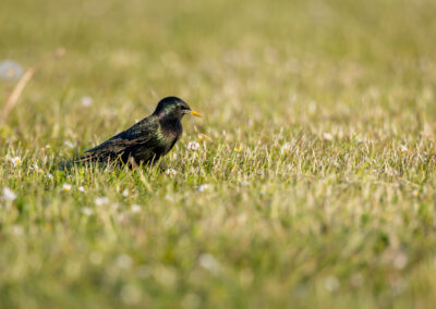 Der Star – Vogelfoto von Stefan Berghoff, Bild 4