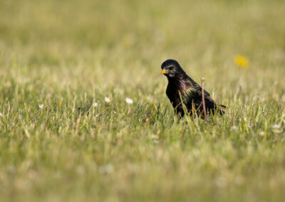 Der Star – Vogelfoto von Stefan Berghoff, Bild 1