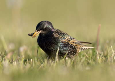 Der Star – Vogelfoto von Stefan Berghoff, Bild 3