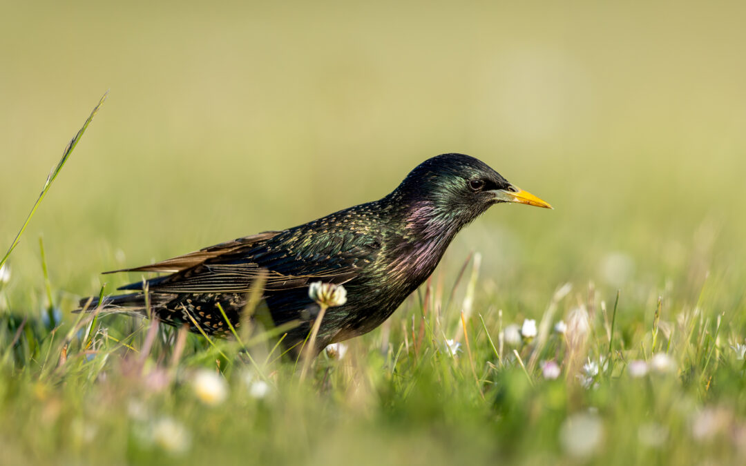 Der Star (Sturnus vulgaris) – Vogelfoto von Stefan Berghoff