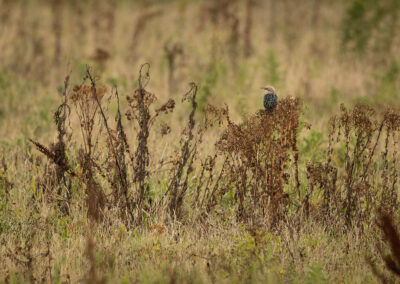 Der Star – Vogelfoto von Stefan Berghoff, Bild 2
