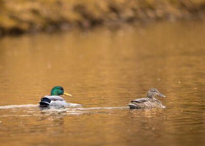 Die Stockente – Vogelfoto von Stefan Berghoff, Bild 10