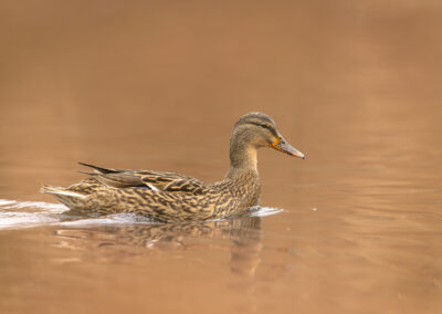 Die Stockente – Vogelfoto von Stefan Berghoff, Bild 9