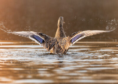Die Stockente – Vogelfoto von Stefan Berghoff, Bild 2