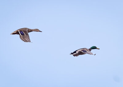 Die Stockente – Vogelfoto von Stefan Berghoff, Bild 8