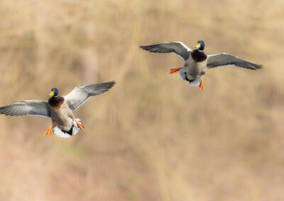 Die Stockente – Vogelfoto von Stefan Berghoff, Bild 7