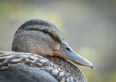Die Stockente – Vogelfoto von Stefan Berghoff, Bild 6
