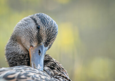 Die Stockente – Vogelfoto von Stefan Berghoff, Bild 3