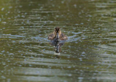 Die Stockente – Vogelfoto von Stefan Berghoff, Bild 5