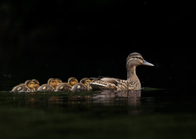 Die Stockente – Vogelfoto von Stefan Berghoff, Bild 1