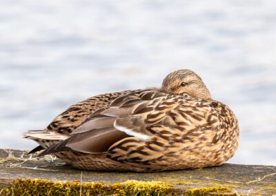 Die Stockente – Vogelfoto von Stefan Berghoff, Bild 16