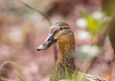 Die Stockente – Vogelfoto von Stefan Berghoff, Bild 15