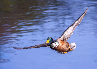 Die Stockente – Vogelfoto von Stefan Berghoff, Bild 4