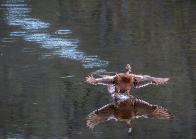 Die Stockente – Vogelfoto von Stefan Berghoff, Bild 14