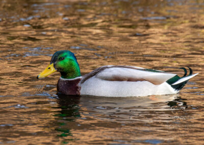 Die Stockente – Vogelfoto von Stefan Berghoff, Bild 13