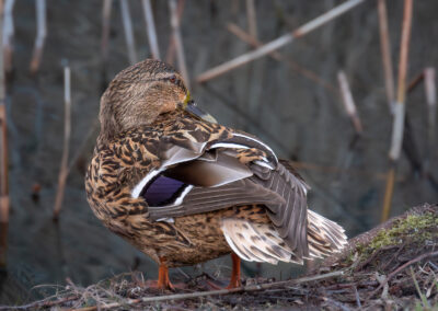 Die Stockente – Vogelfoto von Stefan Berghoff, Bild 12