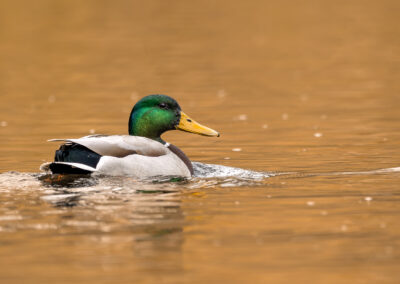 Die Stockente – Vogelfoto von Stefan Berghoff, Bild 11