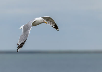Die Sturmmöwe – Vogelfoto von Stefan Berghoff, Bild 3