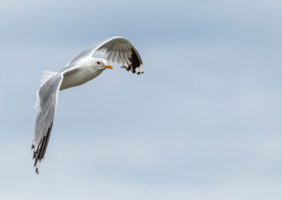 Die Sturmmöwe – Vogelfoto von Stefan Berghoff, Bild 2
