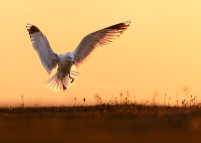 Die Sturmmöwe – Vogelfoto von Stefan Berghoff, Bild 1