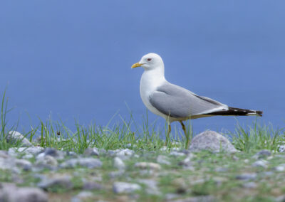 Die Sturmmöwe – Vogelfoto von Stefan Berghoff, Bild 6