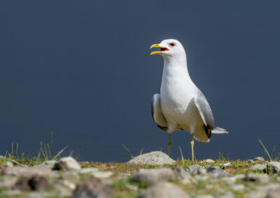 Die Sturmmöwe – Vogelfoto von Stefan Berghoff, Bild 5