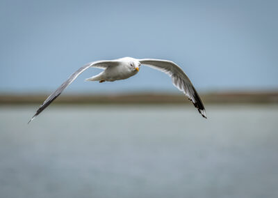 Die Sturmmöwe – Vogelfoto von Stefan Berghoff, Bild 4