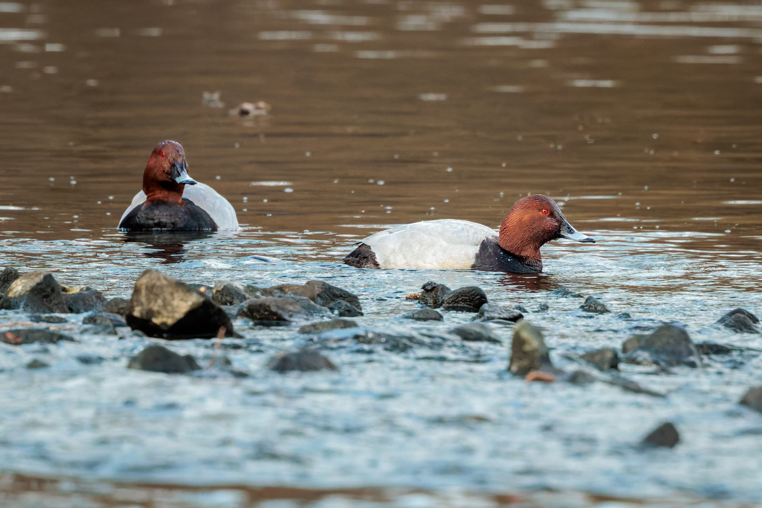 R5II9389-DxO_DeepPRIME XD2s Die Tafelente (Aythya ferina) – Vogelfoto von Stefan Berghoff