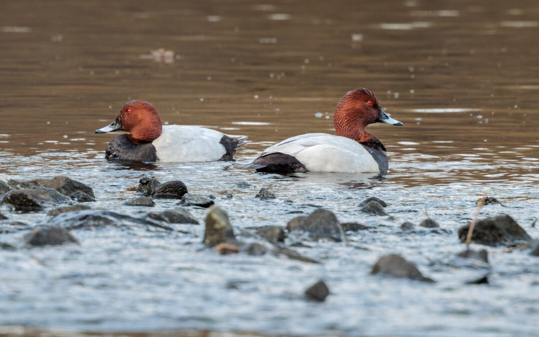 Die Tafelente (Aythya ferina) – Vogelfoto von Stefan Berghoff