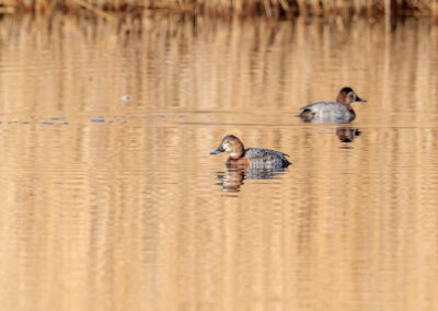 Die Tafelente – Vogelfoto von Stefan Berghoff, Bild 4