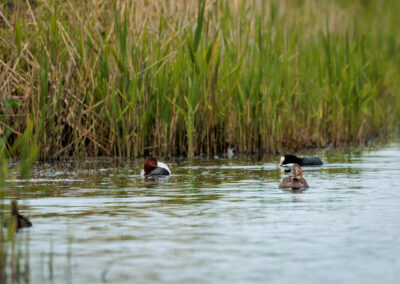 Die Tafelente – Vogelfoto von Stefan Berghoff, Bild 3