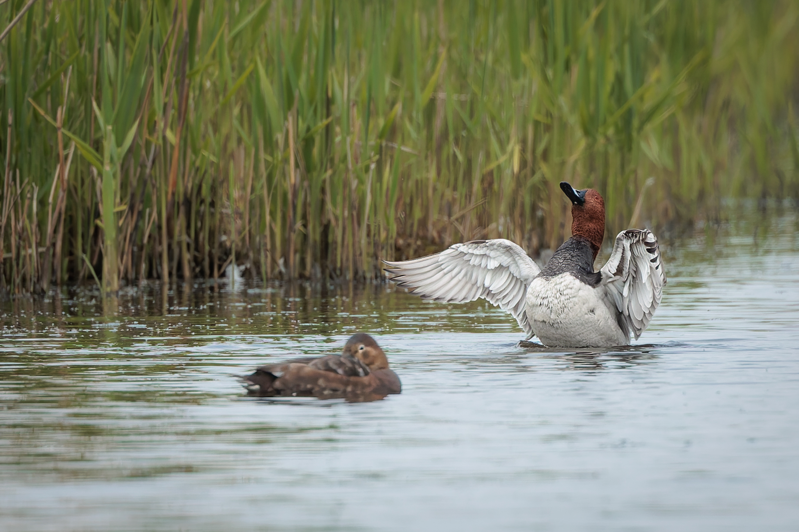 R5II9268-DxO_DeepPRIME XD2s Die Tafelente (Aythya ferina) – weiteres Foto von Stefan Berghoff