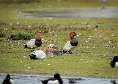 Die Tafelente – Vogelfoto von Stefan Berghoff, Bild 2