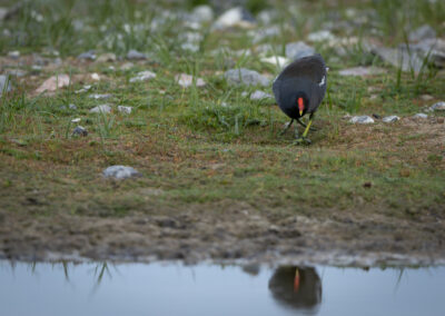 Die Teichralle – Vogelfoto von Stefan Berghoff, Bild 10