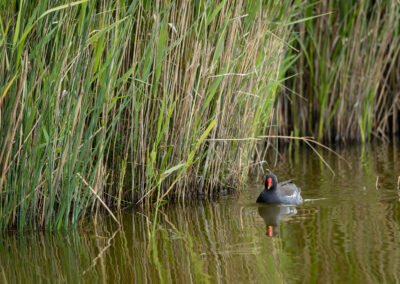 Die Teichralle – Vogelfoto von Stefan Berghoff, Bild 9