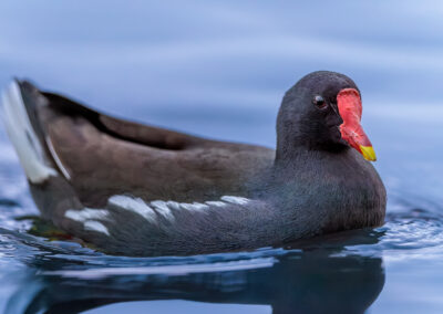 Die Teichralle – Vogelfoto von Stefan Berghoff, Bild 3