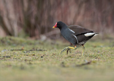 Die Teichralle – Vogelfoto von Stefan Berghoff, Bild 7