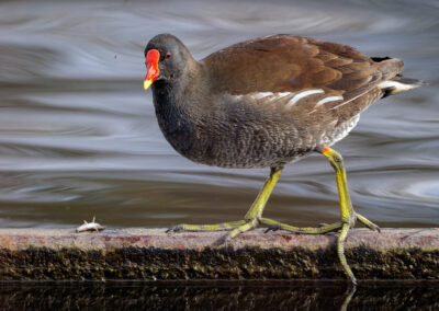 Die Teichralle – Vogelfoto von Stefan Berghoff, Bild 2