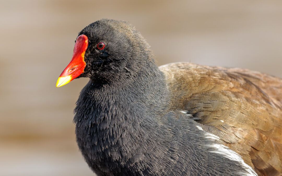 Die Teichralle (Gallinula chloropus) – Vogelfoto von Stefan Berghoff