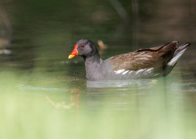 Die Teichralle – Vogelfoto von Stefan Berghoff, Bild 5