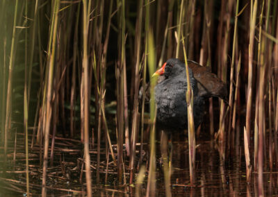 Die Teichralle – Vogelfoto von Stefan Berghoff, Bild 1