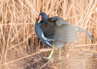 Die Teichralle – Vogelfoto von Stefan Berghoff, Bild 18