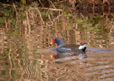 Die Teichralle – Vogelfoto von Stefan Berghoff, Bild 4