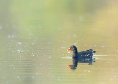 Die Teichralle – Vogelfoto von Stefan Berghoff, Bild 13