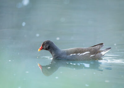 Die Teichralle – Vogelfoto von Stefan Berghoff, Bild 12