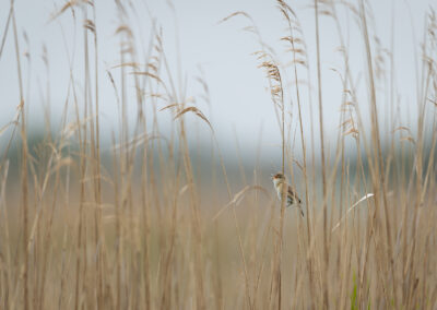 Der Teichrohrsänger – Vogelfoto von Stefan Berghoff, Bild 3