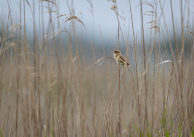 Der Teichrohrsänger – Vogelfoto von Stefan Berghoff, Bild 4