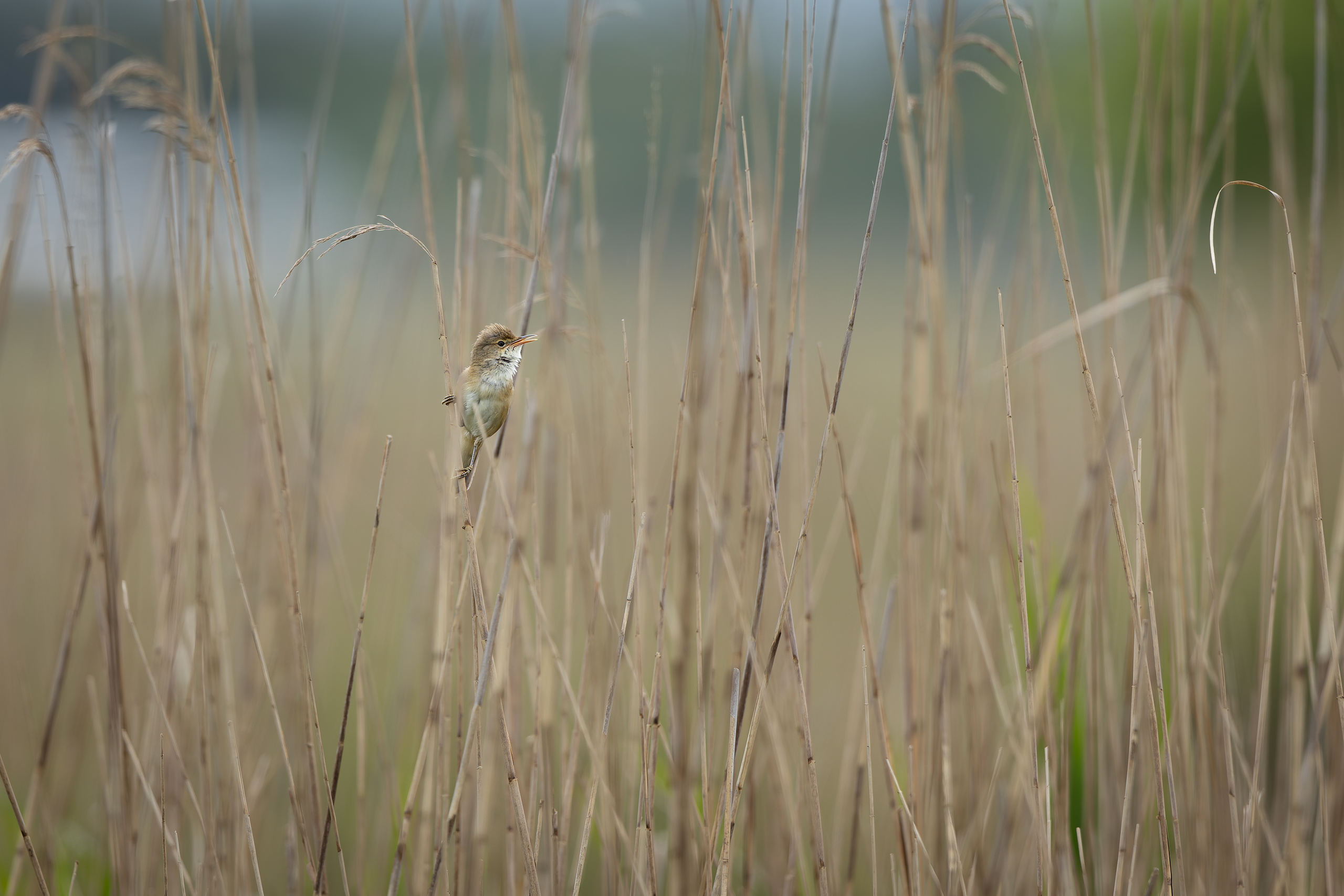 R5II9389-DxO_DeepPRIME XD2s Der Teichrohrsänger (Acrocephalus scirpaceus) – Vogelfoto von Stefan Berghoff