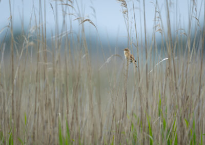 Der Teichrohrsänger – Vogelfoto von Stefan Berghoff, Bild 1