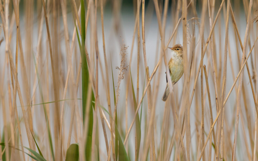 Der Teichrohrsänger (Acrocephalus scirpaceus) – Vogelfoto von Stefan Berghoff